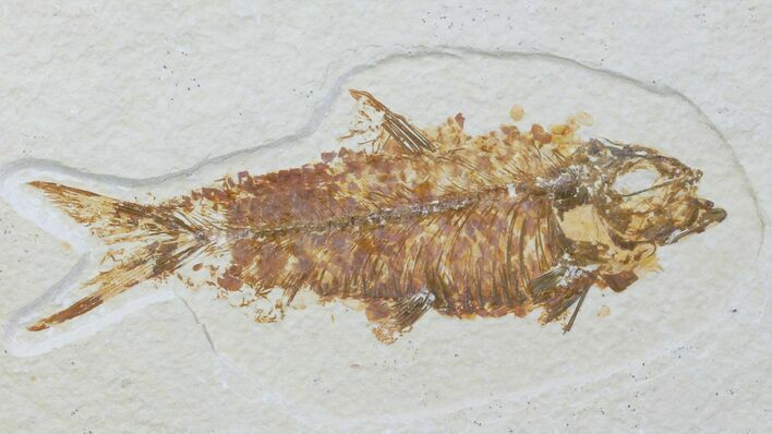 Detailed Fossil Fish (Knightia) - Wyoming #88545